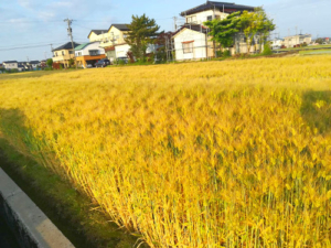 麦の秋